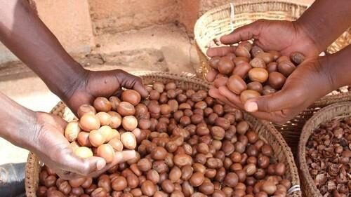 Shea Nut — Grade A, Sorted